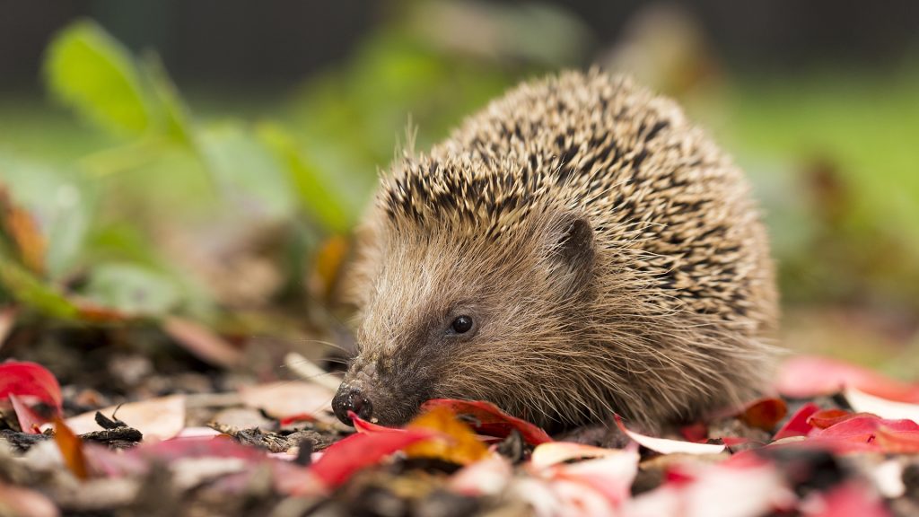 Southern white-breasted hedgehog