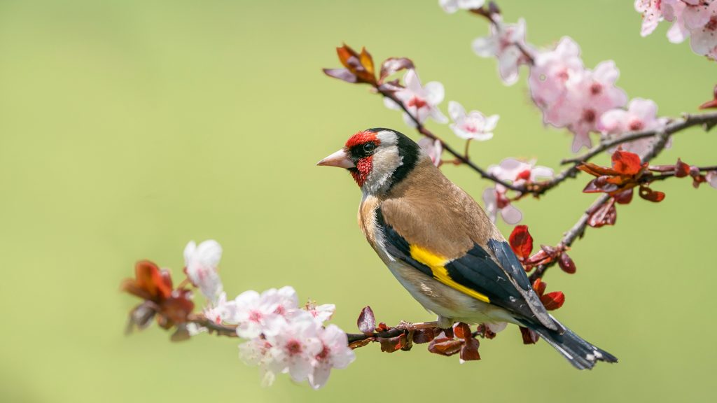 Goldfinch perched on a blossom tree branch