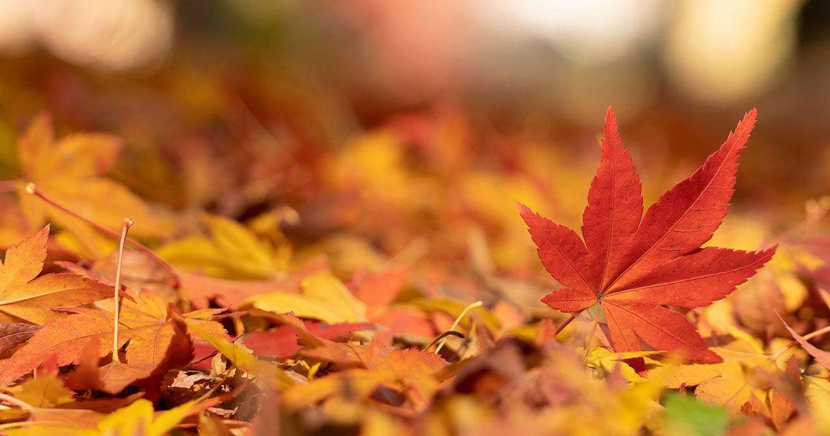 Golden leaves on the ground