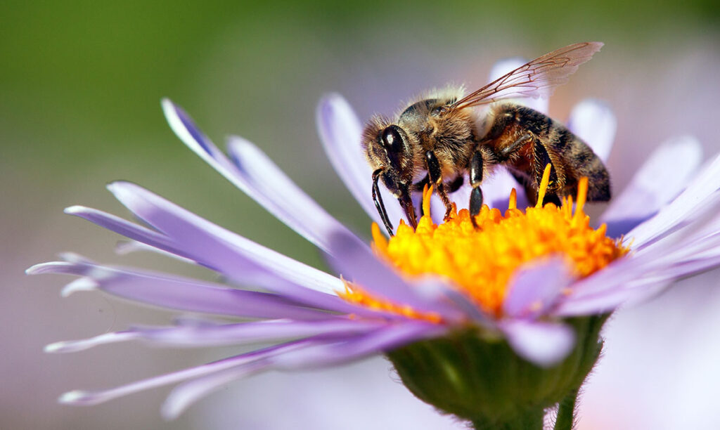 Honey bee sitting on a violet flower