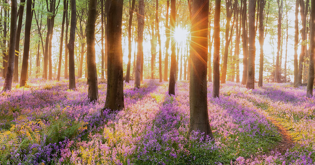 Purple and pink flowers under tree canopies with sunrise at dawn